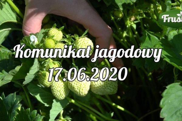 Komunikat jagodowy 17.06.2020/ biostymulacja owoców jagodowych